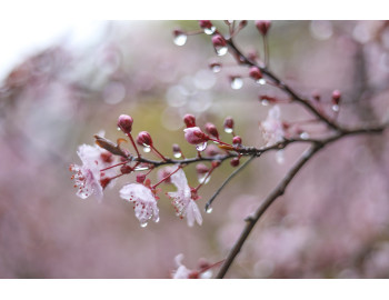 Vorbereitung der Bäume für den Frühling: Ein Leitfaden für Gartenliebhaber